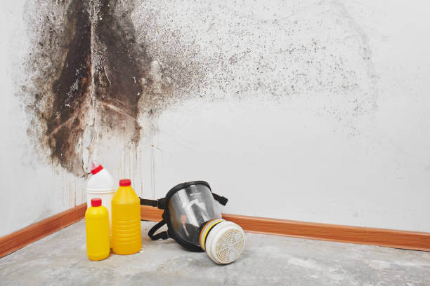 Professional Mold Removal in Wingate, NC
