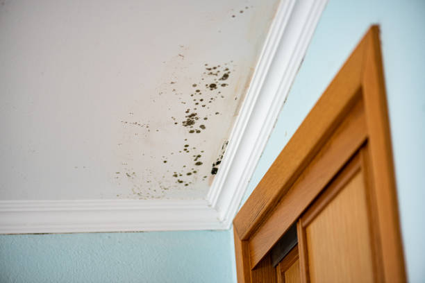 Best Best Mold Removal Companies  in Wingate, NC