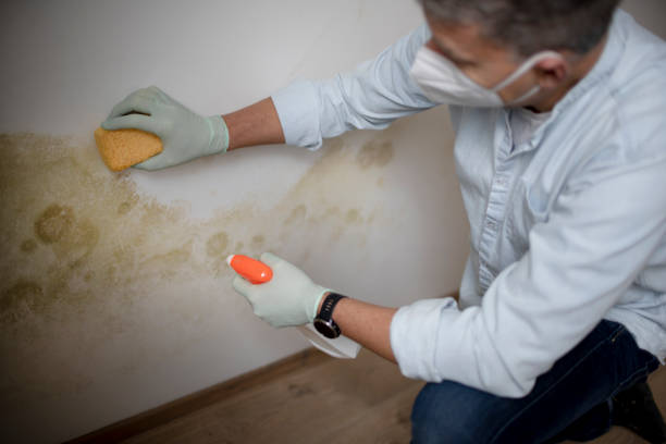 Best Emergency Mold Removal  in Wingate, NC