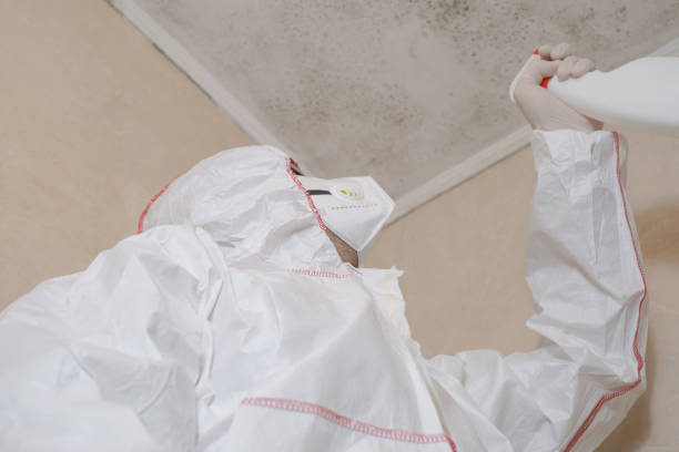 Best Attic Mold Removal  in Wingate, NC