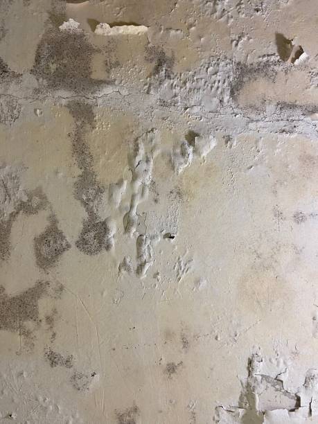 Best Affordable Mold Removal  in Wingate, NC