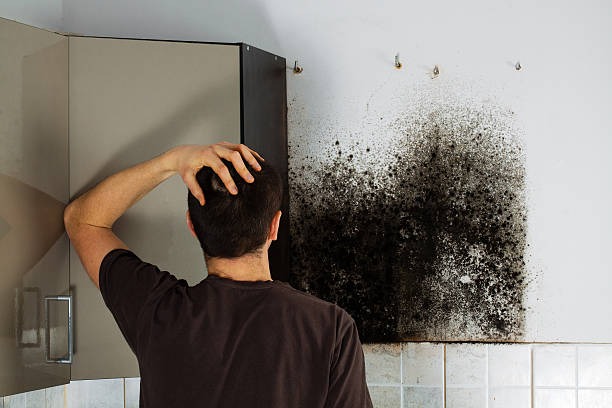 Best Home Mold Removal  in Wingate, NC