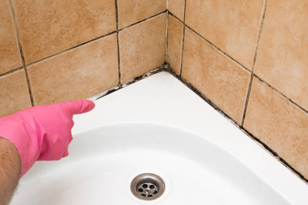 Best Crawl Space Mold Removal  in Wingate, NC